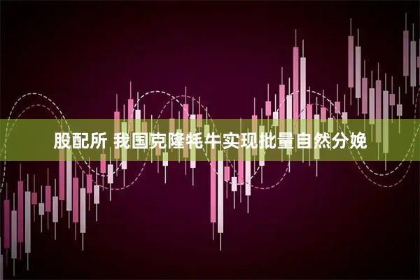 股配所 我国克隆牦牛实现批量自然分娩